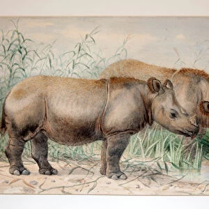 Hairy Eared Rhinoceros (w / c on paper)