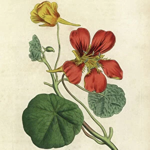 Scarlet and yellow flowered greater Indian cress, Tropaeolum majus