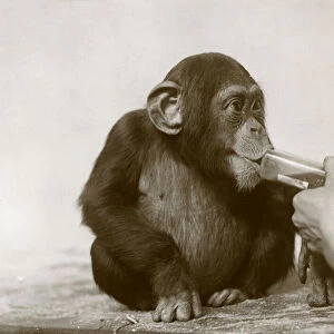 Young Chimpanzee Johnnie taking cod-liver oil at London Zoo