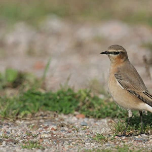 Northern Wheatear on migration, Oenanthe oenanthe