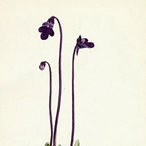 Pinguicula vulgaris; Common Butterwort
