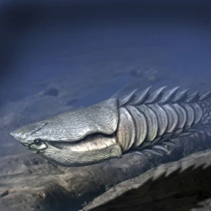 Anglaspis is a heterostracan from the Early Devonian of Norway