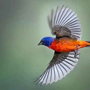 Painted Bunting in Flight