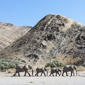 African elephant (Loxodonta africana) herd walking in procession, Kaokoveld Desert