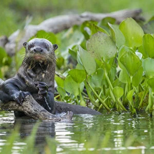 Giant Otter (Pteronura brasiliensis) holding onto a branch in a lagoon off the Paraguay River