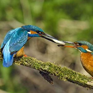Kingfisher (Alcedo atthis) male passing fish to female spring courtship behaviour