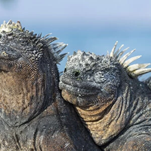 Two Marine iguana (Amblyrhynchus cristatus) side by side, sharing body warmth
