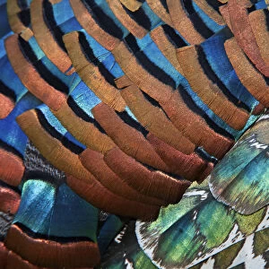 Detail of Ocellated Turkey (Meleagris / Agriocharis ocellata) plumage