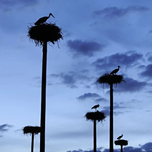 RF- White storks (Ciconia ciconia) nesting on poles erected by the city of Caceres in Extremadura