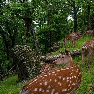Sika deer (Cervus nippon) herd walking past fallen tree in forest as one looks around, Land of the Leopard National Park, Russian Far East. Taken with remote camera. June