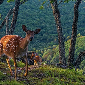Sika deer (Cervus nippon) mother walking along hilltop as fawn climbs slope between rocks and trees, with mountain forest behind, Land of the Leopard National Park, Russian Far East. Taken with remote camera. September