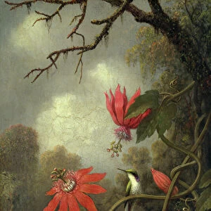 Hummingbird and Passionflowers, ca. 1875-85. Creator: Martin Johnson Heade