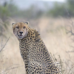 Adult cheetah (Acinonyx jubatus) in grassland, South Africa, Limpopo