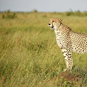 Cheetah (Acinonyx jubatus) adult standing in grassland scanning for prey