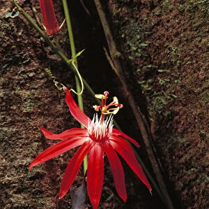 Perfumed Passion Flower (Passiflora vitifolia) flower, tropical Mesoamerica