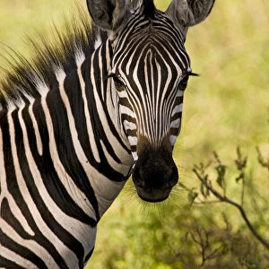 Zebra (Equus quagga), Lake Manyare, Tanzania