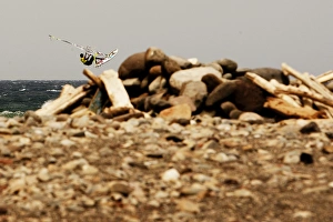 Pozo 2010